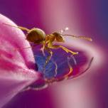 Красочная макросъемка насекомых от голландского фотографа леон баас