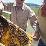 Пчёл убивает связка грибка и вируса