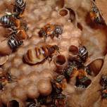 Открыт захват пчёлами-королевами чужих ульев