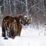 Леса амурских тигров выставлены на торги