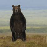 О медведях, как о чертях, можно рассказывать бесконечно и занятно...