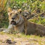 Зимбабвийские львы загрызли принимавшего душ туриста