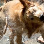 Учёные измерили предел вращения мокрых собак