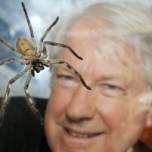 Австралиец поселится в витрине с пауками