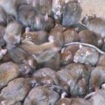 Жителям калифорнии раздадут тысячу крыс