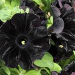 Ботаники вывели сорт черных цветов