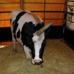 Корова-Единорог из северной провинции хебей