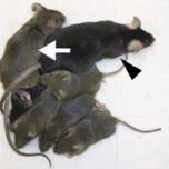 Генетики вывели мышей с двумя отцами