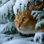 Фотопозитив: кошки и снег