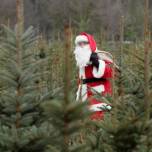 Рождественские елки с немецкой фермы mellensee