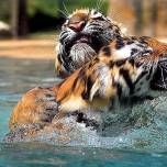 Уссурийский тигр круче индийского тигра