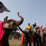 Конкурс красоты среди слонов в непале
