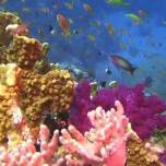 Красоты подводного мира красного моря