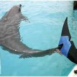 Fuji - первый дельфин с плавником-протезом