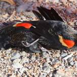 В штате арканзас с неба упало 2000 мертвых птиц
