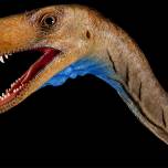 В аргентине найдены останки небольшого тероподного динозавра триасового периода