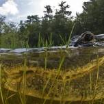 Американские аллигаторы из болот эверглэйдс