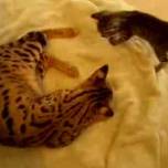 Бенгальская кошка и котёнок