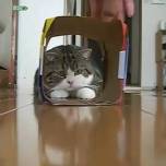 Кот мару и коробка
