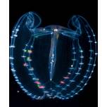 Биолюминисценция в подводном мире