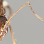 Безумные муравьи захватили мир благодаря кровосмешению