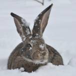 Кролики и снег