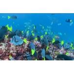 Подводный мир галапагосских островов
