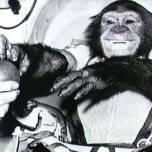 Шимпанзе-Астронавт хэм