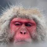 Купание снежных обезьян в горячих источниках адской долины