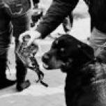 Киевлян будут штрафовать за незарегистрированных домашних животных