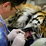 Рабочие будни ветеринара-стоматолога