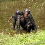 Крики во время секса у приматов повышают социальный ранг партнёров