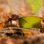 Техасские муравьи-листорезы выращивают холодоустойчивые грибы
