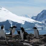 Льды антарктики более стабильны, чем считалось