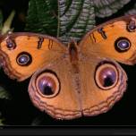 Узоры на крыльях бабочек