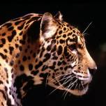 Леопард, или барс, или пантера (panthera pardus)