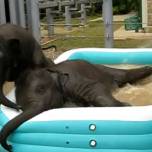Слонята бейлор и тупело обожают играть в детском бассейне