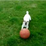 Собака балансирует баскетбольным мячом
