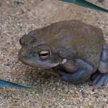 Эволюция по-жабьи: размножается быстрейший