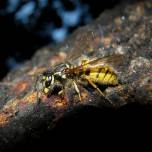 Голодные осы уносят конкурирующих муравьёв подальше от своей еды