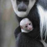 Малыш альбинос колобуса родился в зоопарке крефельда