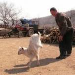 В китае коза научилась ходить на передних ногах