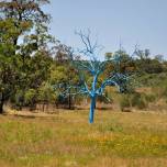 Необычное голубое дерево в австралии