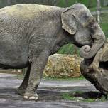 Освобождение из циркового плена слонихи анны