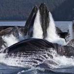 Кормления горбатых китов у берегов аляски