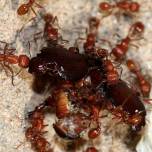 Общение муравьёв в колонии организовано по принципу социальной сети