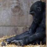 Утенок в гостях у гориллы