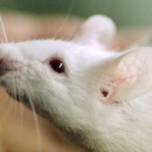 Учёные обнаружили у мышей ген отвечающий одновременно за цвет и ум
