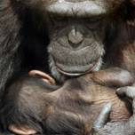 Шимпанзе могут рожать детенышей как человек