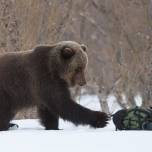 Медведь и рюкзак